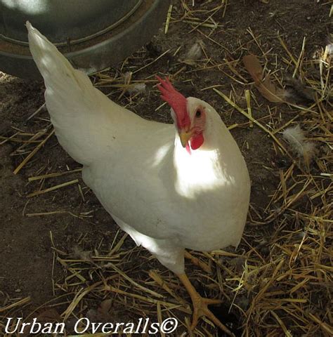 California White An Eggcellent Chicken For Urban Settings Urban Overalls