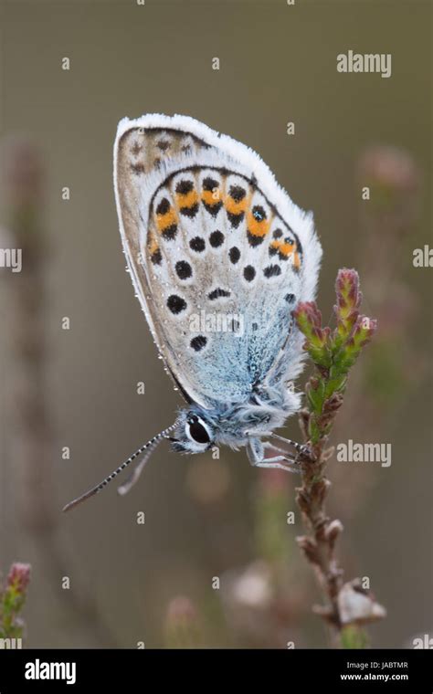 Close Up Of Male Silver Studded Blue Butterfly Plebejus Argus With