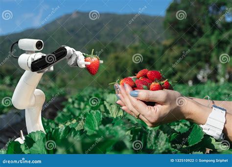 Smart Robotic Farmers Strawberry In Agriculture Futuristic Robot