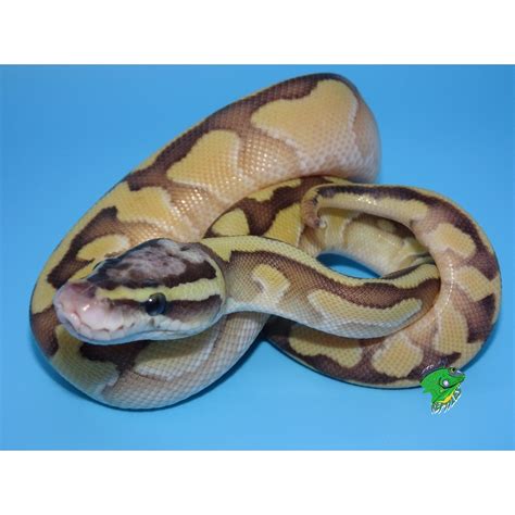 Butter Enchi Pastel Ball Python Baby Strictly Reptiles Inc