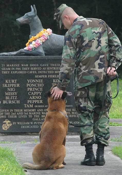 20 Photos Of Military Service Dogs That Perfectly Capture Their Loyalty