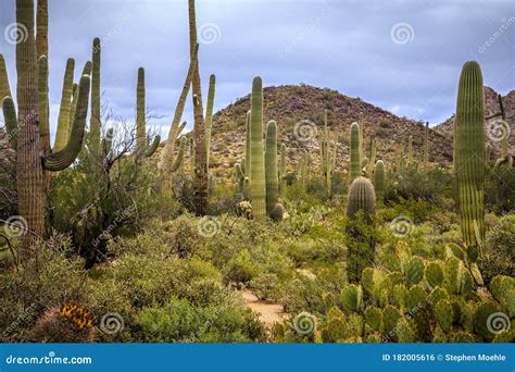 Saguaro Cactus Fields Saguaro National Park Arizona Stock Photo