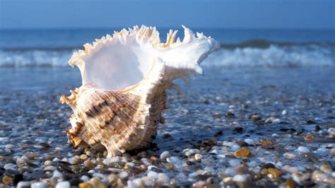 Seashell Wallpapers Wallpaper Cave