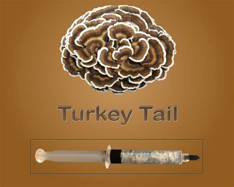 turkey tail mushroom liquid culture