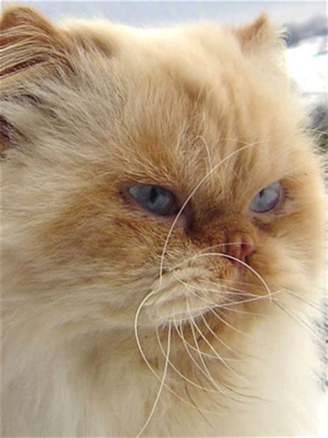 Tortoiseshell cats have a mix of a eumelanin colour with the corresponding phaeomelanin colour. Himalayan Persian Cat Colors - Pets