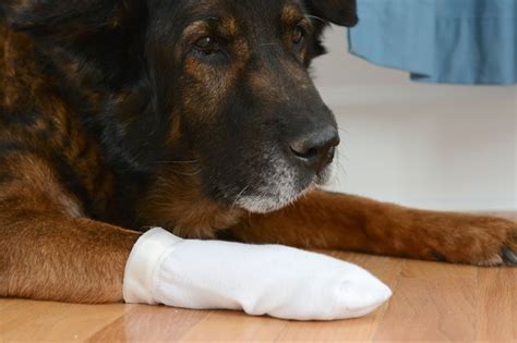 Continuous monitoring of your dog's wound can tell you how well it is healing. Home Remedy for Open Sores on Dogs | Cuteness
