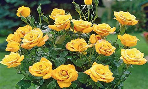 Yellow Rose Garden Hd Atxbiodesign