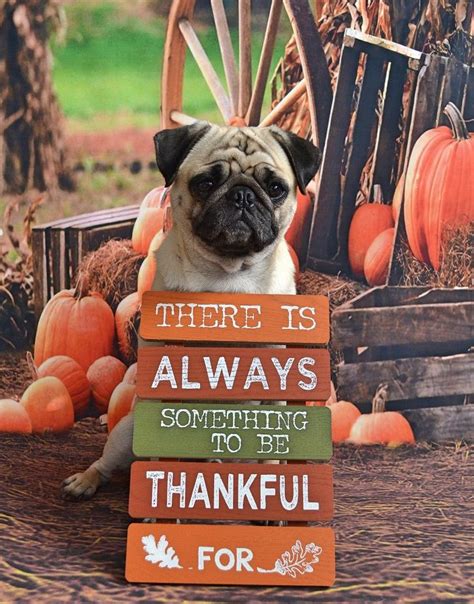 Happy Thanksgiving From Boo Lefou Pug Dog Thanksgiving Thankful