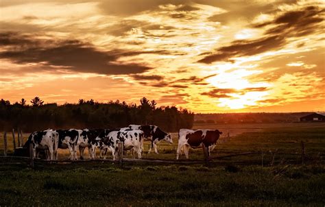 Wallpaper Field Sunset Cows Images For Desktop Section животные