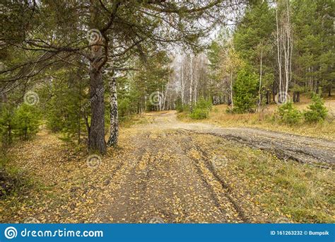 The Dirt Road In The Forest Fine Day In Early Autumn Track From The