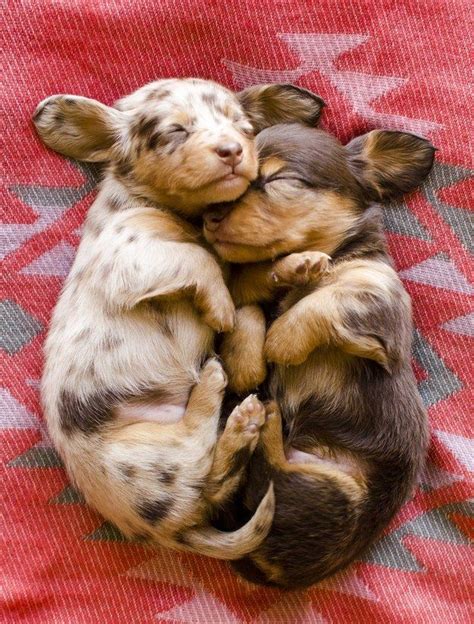 Two Puppies Are Cuddling Together On A Blanket