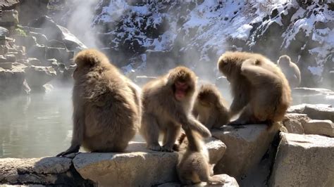 Snow Monkeys Park Jigokudani Yaen Koen Nagano Japan Youtube