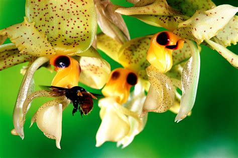 Orchidcraze Orchids And Pollinators Together