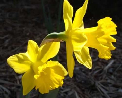 East Texas Flowers Trees Dogwoods Daffodils Wildflowers Photographs
