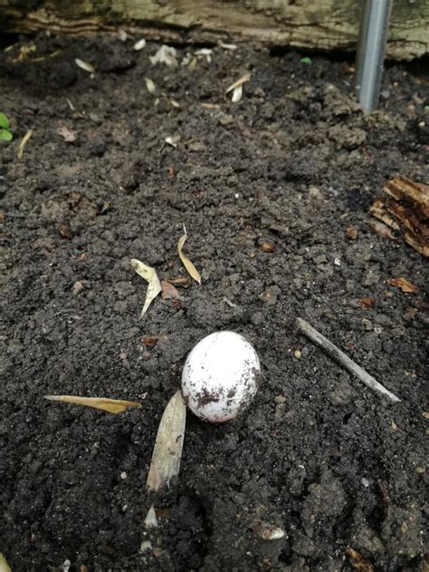 Found An Egg Buried In The Back Garden Uk Rwhatisthisthing