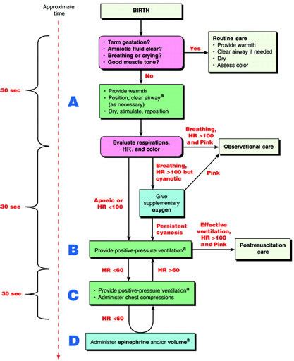 Neonatal Resuscitation 8th Edition Algorithm