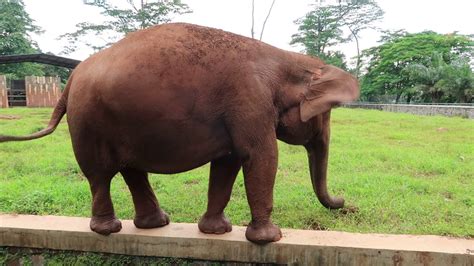 Gajah Sumatera Di Kebun Binatang Ragunan Youtube
