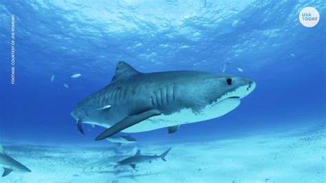 How To Swim With Tiger Sharks In The Bahamas