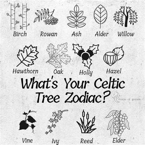 The 13 Celtic Tree Zodiacs Whats Your Birth Tree • Moon Of Gemini