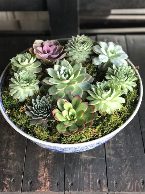 Succulent Bowl By Flowers With Love