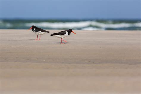 Sergey Dereliev Nature Photography Waterbirds Photo 395