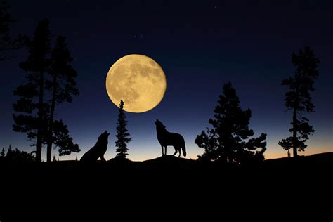 Howling At The Moon Photograph By Shane Bechler