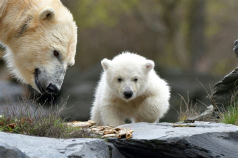 Cuddly Polar Bear Cub Makes Splash In Berlin Debut Breitbart
