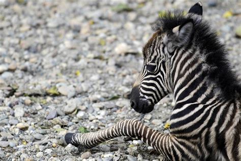 Little Stripey A Newborn Baby Zebra Named Seka Rests At The Belgrade