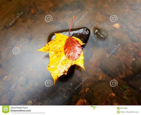 Broken Leaf From Maple Tree On Basalt Stone In Blurred Water Of
