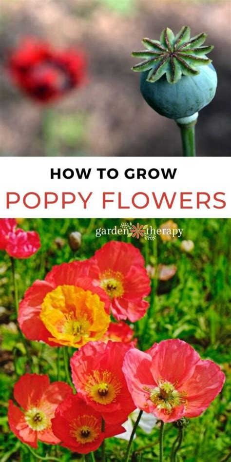 6 Must Know Poppies How To Grow These Pretty Poppy Flowers From Seed Garden Therapy