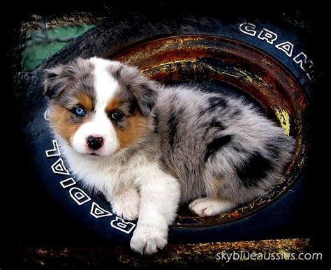 Enter your zip code and then browse all available dogs or narrow down your options by age, breed. Australian Shepherd puppies for sale Nebraska Australian ...