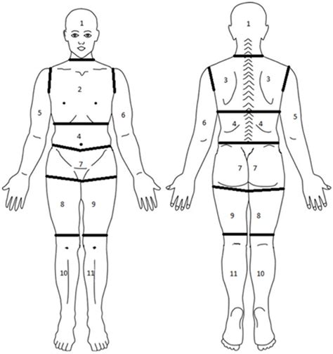 Image result for outline of torso shape for medical form. Diagram of body segmented into regions for assessment of pain. | Download Scientific Diagram