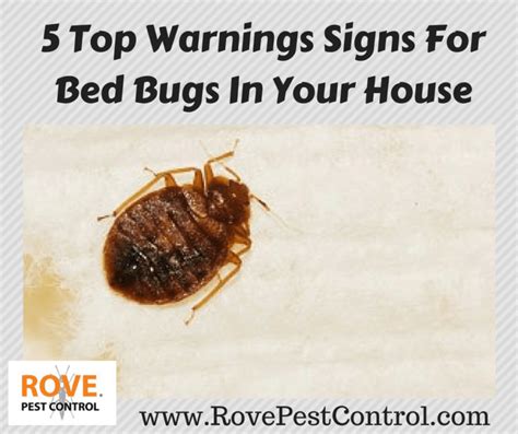 5 Top Warnings Signs For Bed Bugs In Your House Rove Pest Control