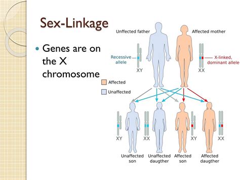 Ppt Genetic Linkage Powerpoint Presentation Free Download Id6538771