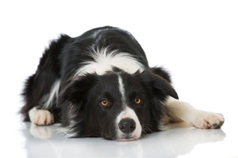 10 Tips For Keeping Your Border Collie Healthy Potiki Pet Insurance