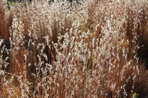 Sunlight On Fall Meadow Grass Close Up Picture Free Photograph