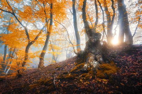 Magical Old Tree Autumn Forest In Fog With Sun Rays Stock Image Image Of Light Mysterious