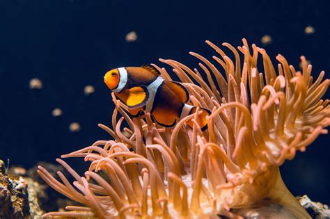Top 135 Marine Biome Plants And Animals
