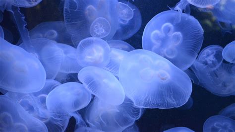 Download Wallpaper 2560x1440 Jellyfish Transparent Underwater World