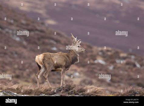 Red Deer Stag At Strathconon Scottish Highlands Stock Photo Alamy