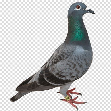 Domestic Pigeon Columbidae Bird Pigeon Transparent Background Png