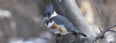 North American Kingfisher Bird