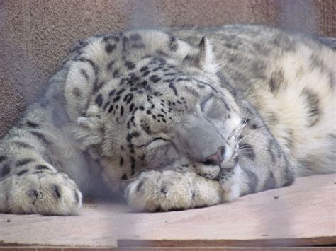 Sleepy Snow Leopard By Yumi Sempai123 On Deviantart Snow Leopard