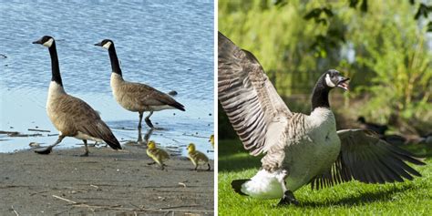 A Redditor Asked Canadians Why They Hate Canada Geese And The Cobra Chicken Trauma Is Real Narcity