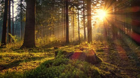 Germany Forest With Trees And Sunbeam 4k Hd Nature Wallpapers Hd Wallpapers Id 50935