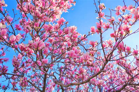 Magnolias In Full Bloom In 2020 Magnolia Spring Flowers Bloom
