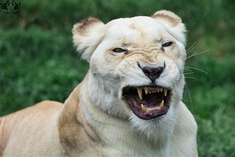 Lion Panthera Leo Krugeri By Hunkumbrella2 On Deviantart
