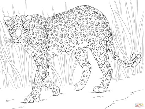 Disegno Di Il Leopardo Africano Da Colorare Disegni Da Colorare E
