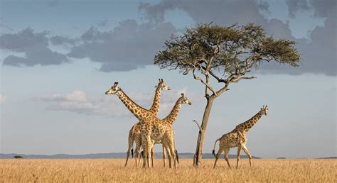 Serengeti National Park Safari And Packages