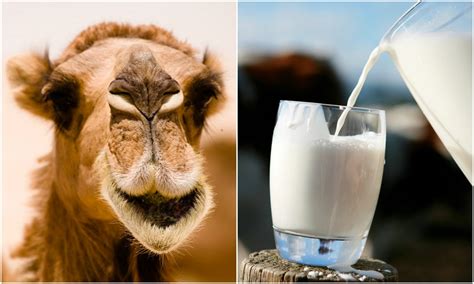 Manfaat Susu Unta Yang Dikatakan Lebih Baik Dari Susu Sapi Atau